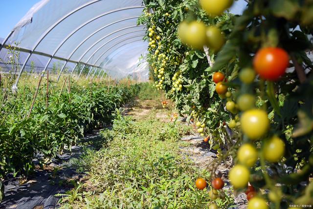 農場水果種植倉儲建設項目可行性報告（農產品種植方向）